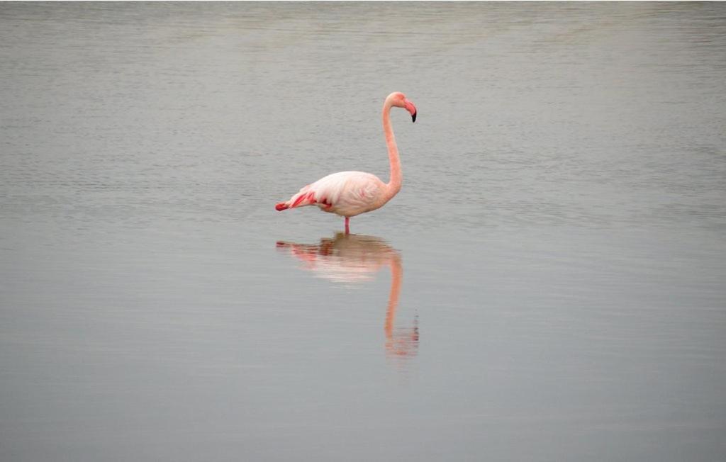 Vacances En Camargue Proche De La Mer Climatise Ег-Морт Екстер'єр фото